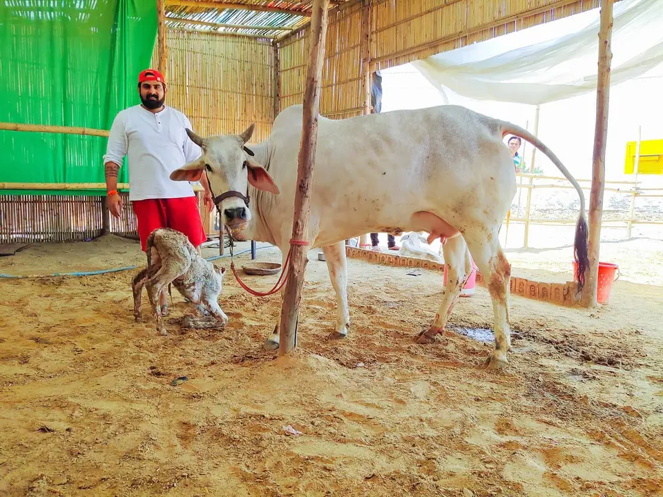 गौमाता की डिलीवरी स्वयं करवाई, अप्रैल 2020