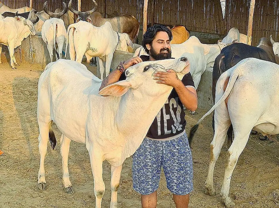 गौशाला की “भूरी”, जून 2020